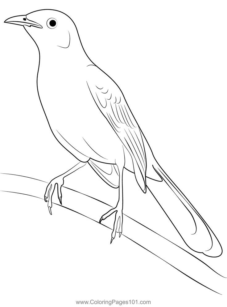 The northern mockingbird coloring page coloring pages printable coloring pages color