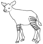 Okapi coloring pages free coloring pages