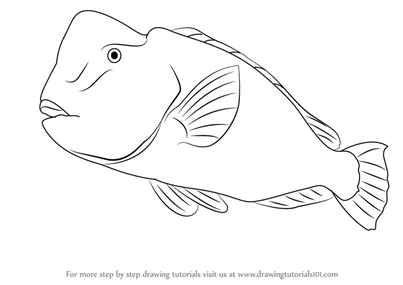 How to draw a humphead parrotfish farm animals step by step