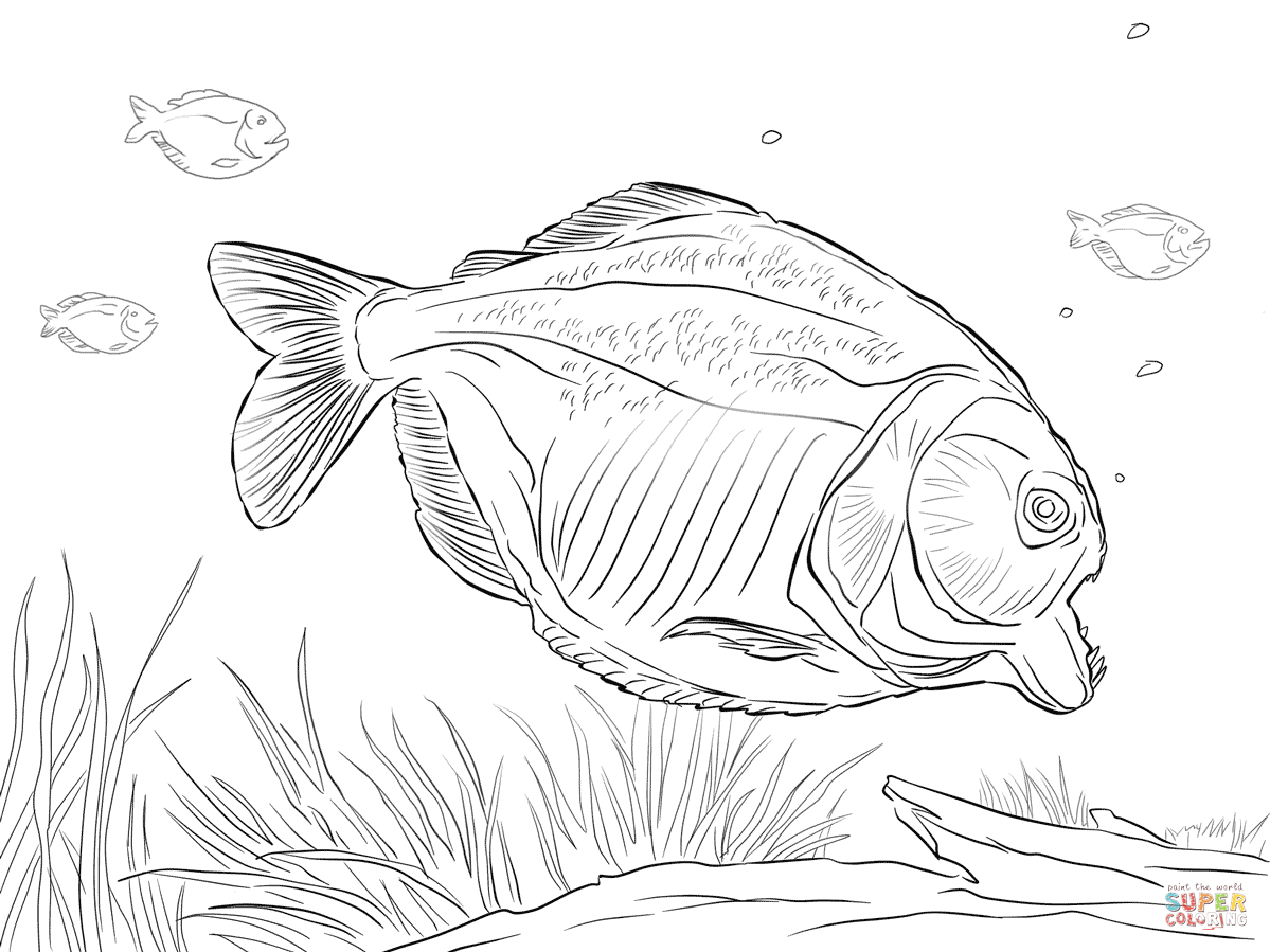 Attacking piranha coloring page free printable coloring pages