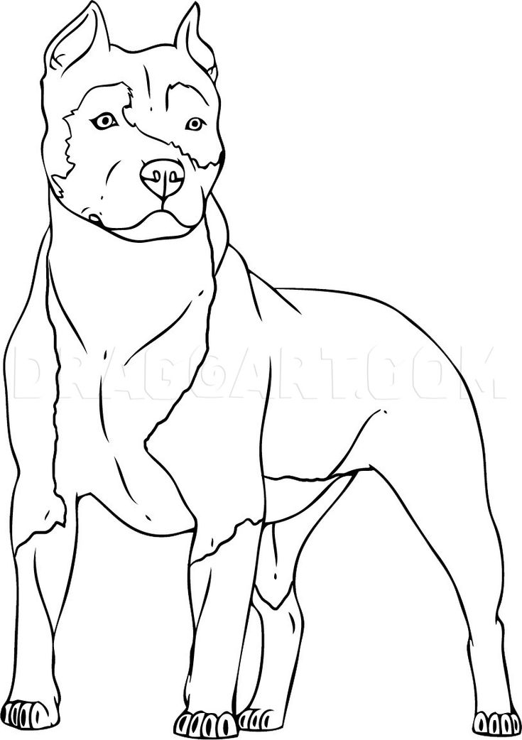 How to draw a pitbull step by step drawing guide by dawn dragoart pitbull drawing dog coloring page puppy coloring pages