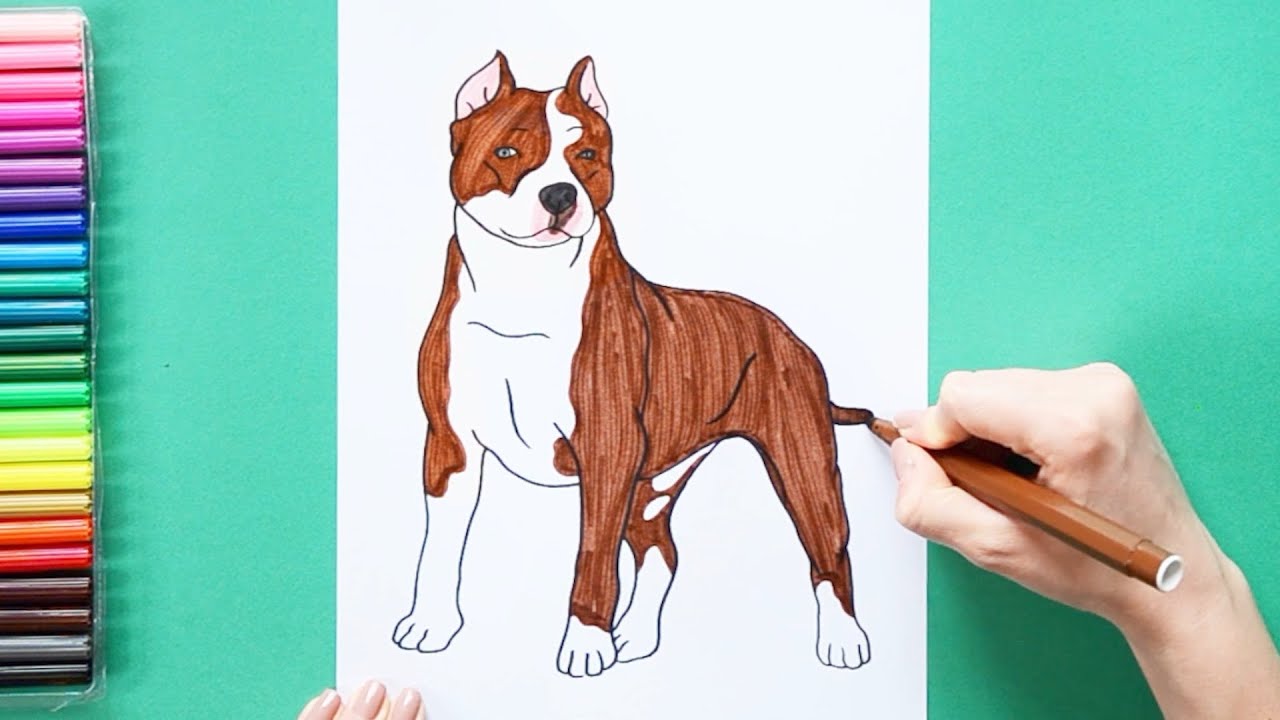 How to draw a pitbull dog