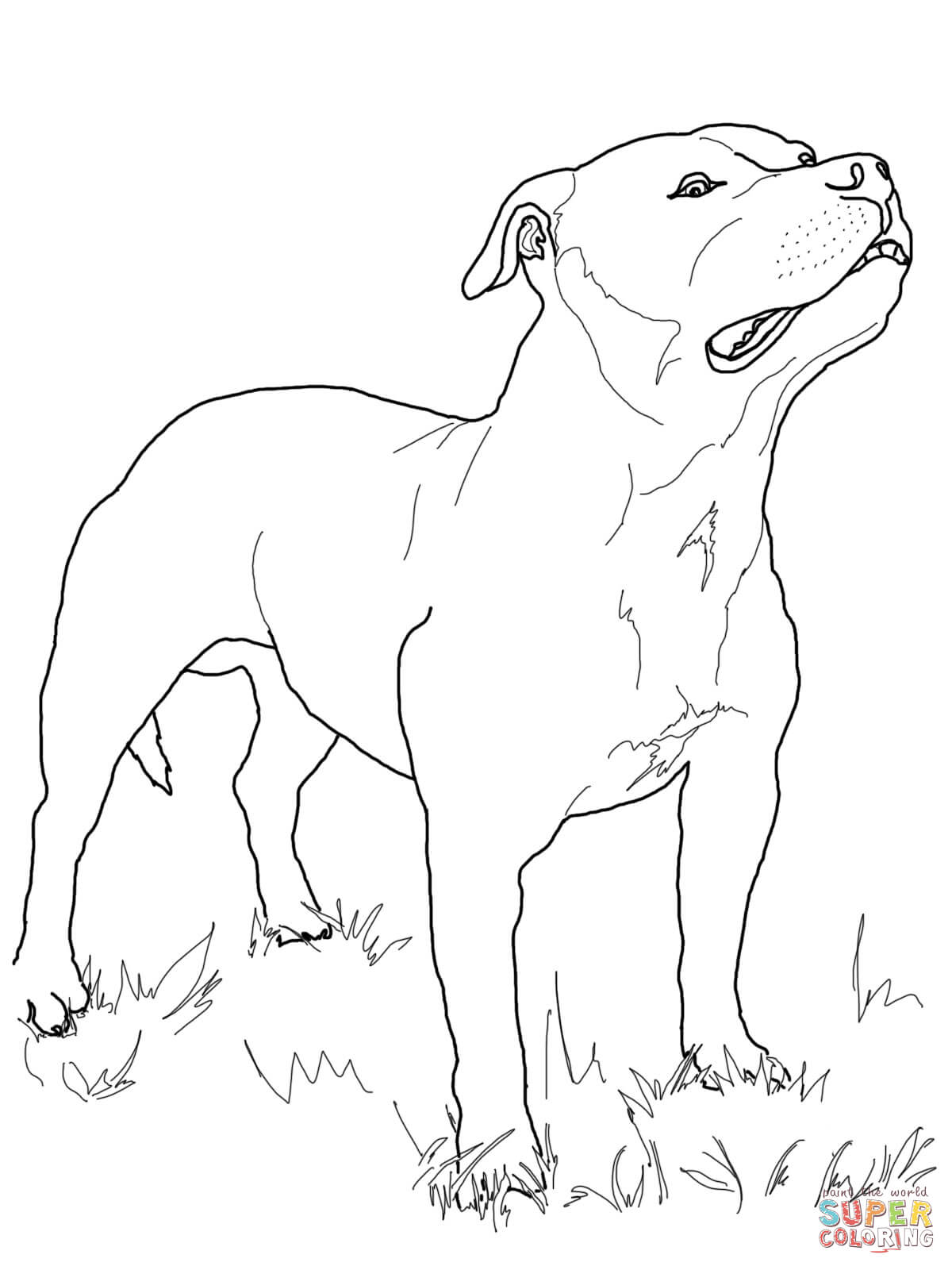 Staffordshire bull terrier coloring page free printable coloring pages