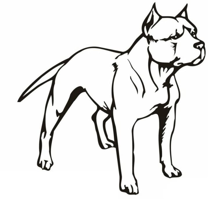 Nice pitbull dog coloring page