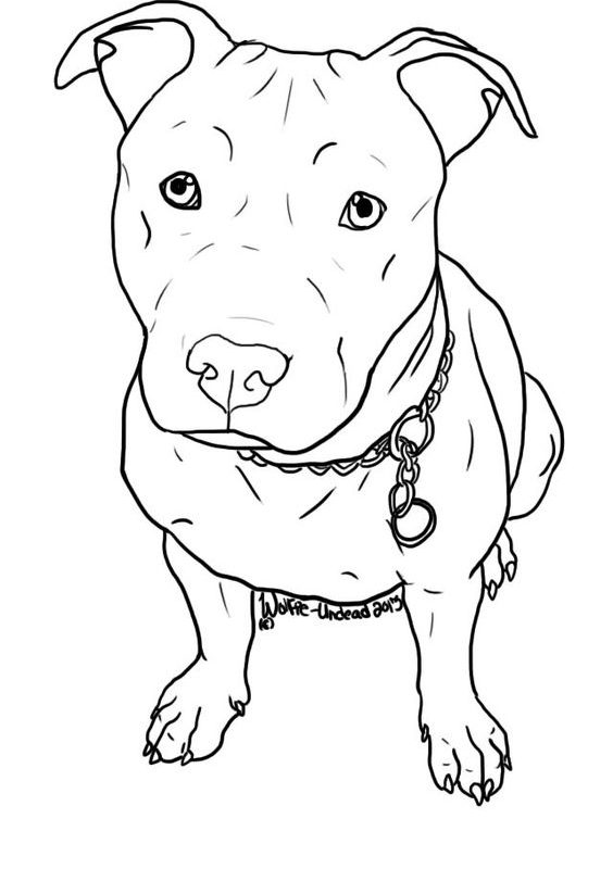 How to draw a pitbull