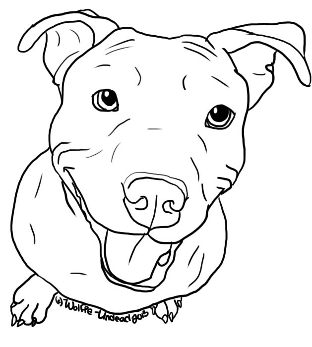 Pitbull dog face images pitbullcare dog coloring page dog drawing puppy coloring pages