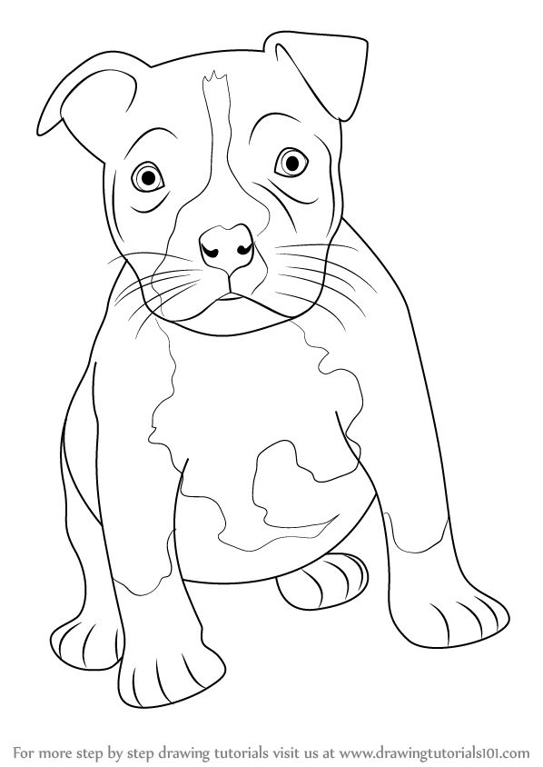 Learn how to draw a pitbull puppy other animals step by step drawing tutorials dog drawing tutorial dog drawing dog sketch