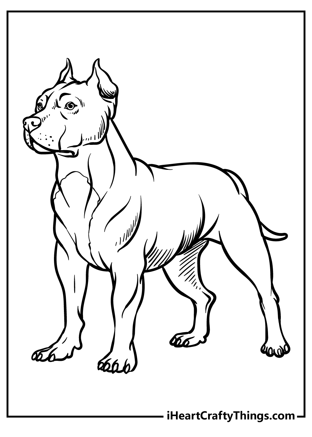 Pitbull coloring pages free printables