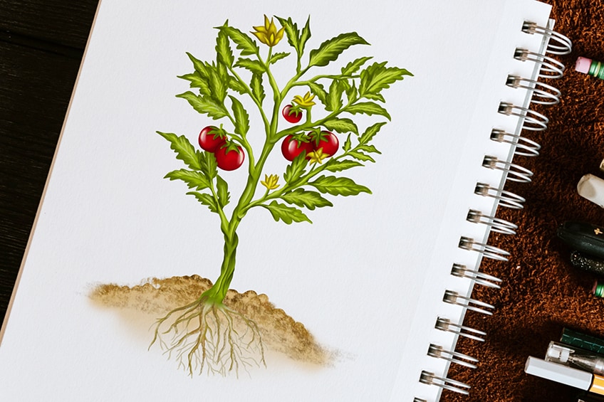 How to draw a plant