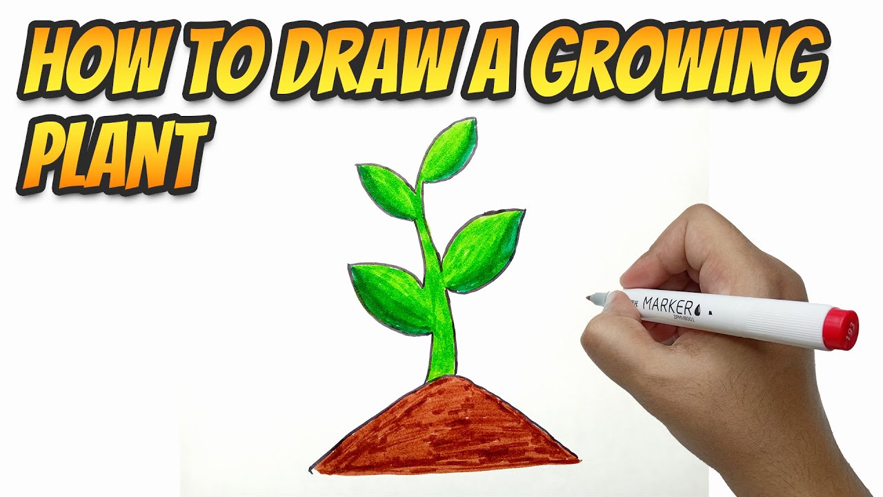 How to draw color a growing plant step by step how to drawing coloring