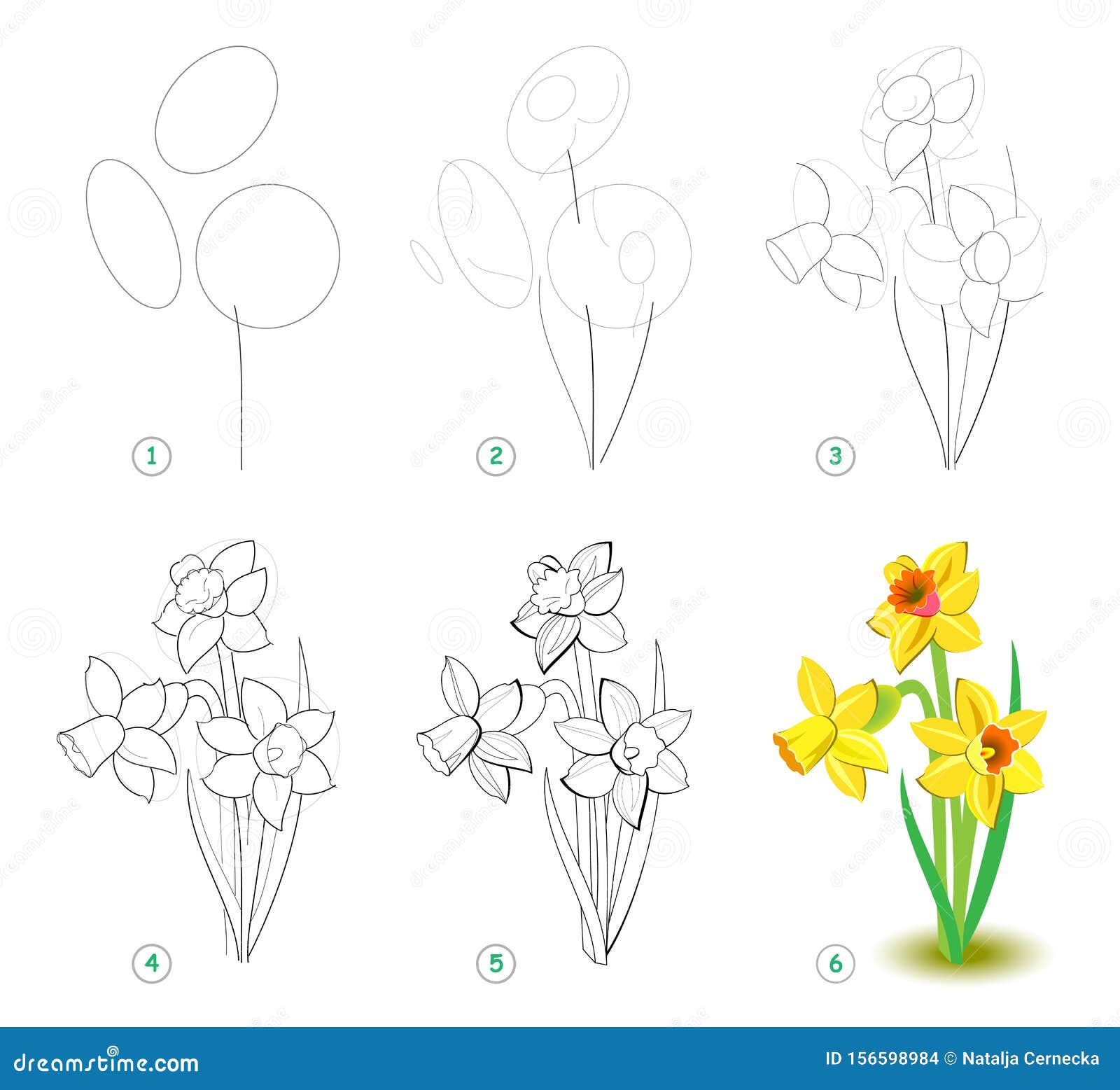 How to draw step by step beautiful flower narcissus bulbous eurasian plant educational page for art school or coloring book stock vector