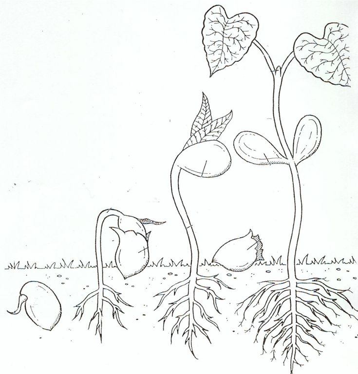 Life cycle coloring page of a seed to plant a life cycles flower life cycle coloring pages