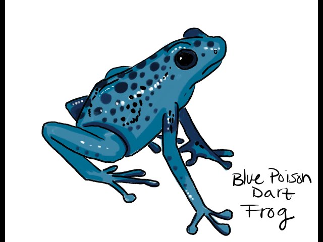 Ms mondestils how to draw a blue poison dart frog