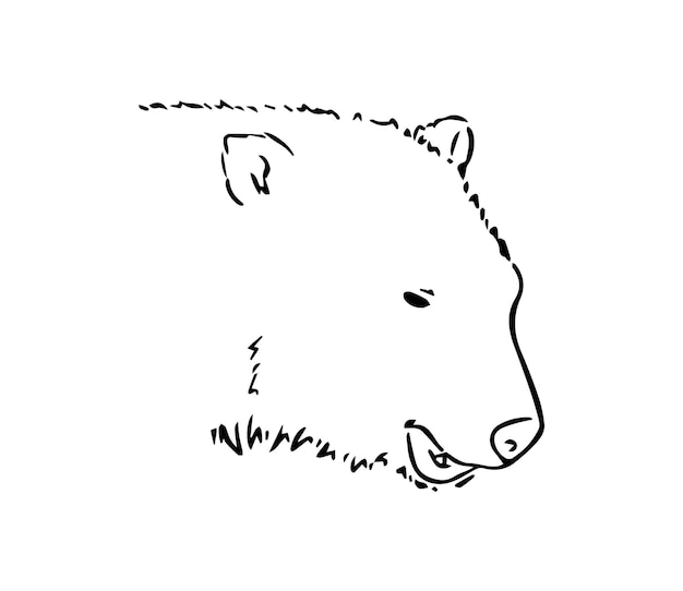 Premium vector white polar bear head animal carnivorous mammal doodle linear cartoon coloring book