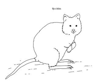 Quokka coloring page coloring pages quokka animal drawings