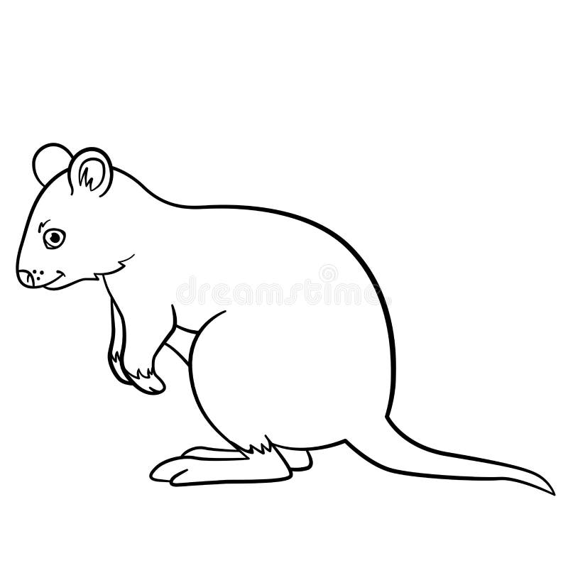 Coloring pages little cute quokka smiles stock vector