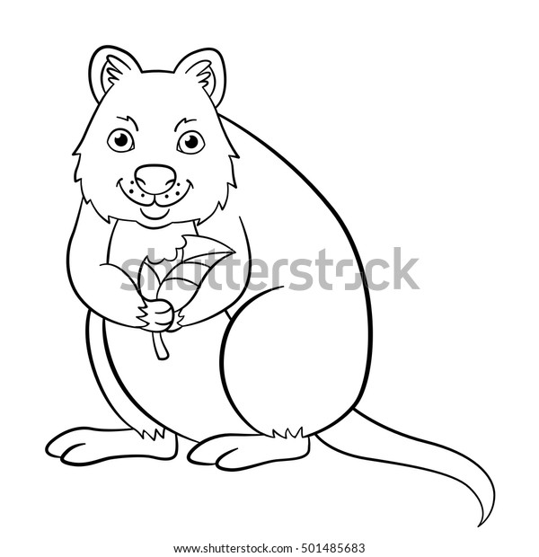 Coloring pages little cute quokka holds stock vector royalty free