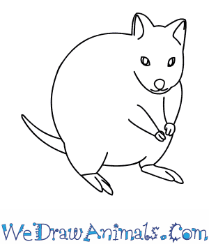 How to draw a quokka