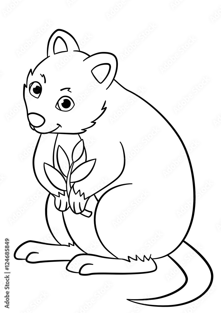 Coloring pages little cute quokka holds the plant vector