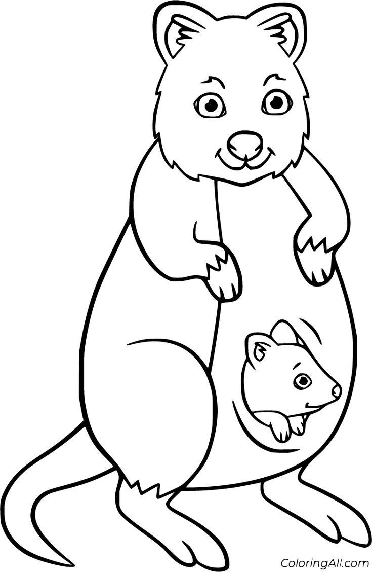 Free printable quokka coloring pages in vector format easy to print from any device and automatically fit any â elephant coloring page coloring pages quokka