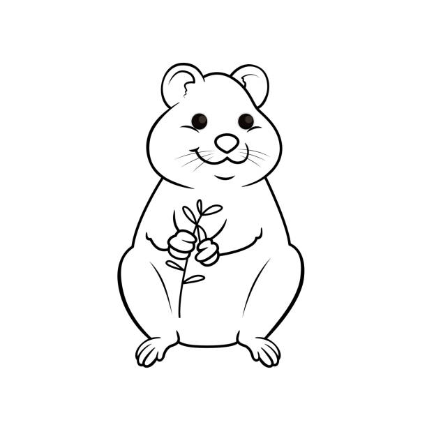 Coloring book quokka stock illustrations royalty