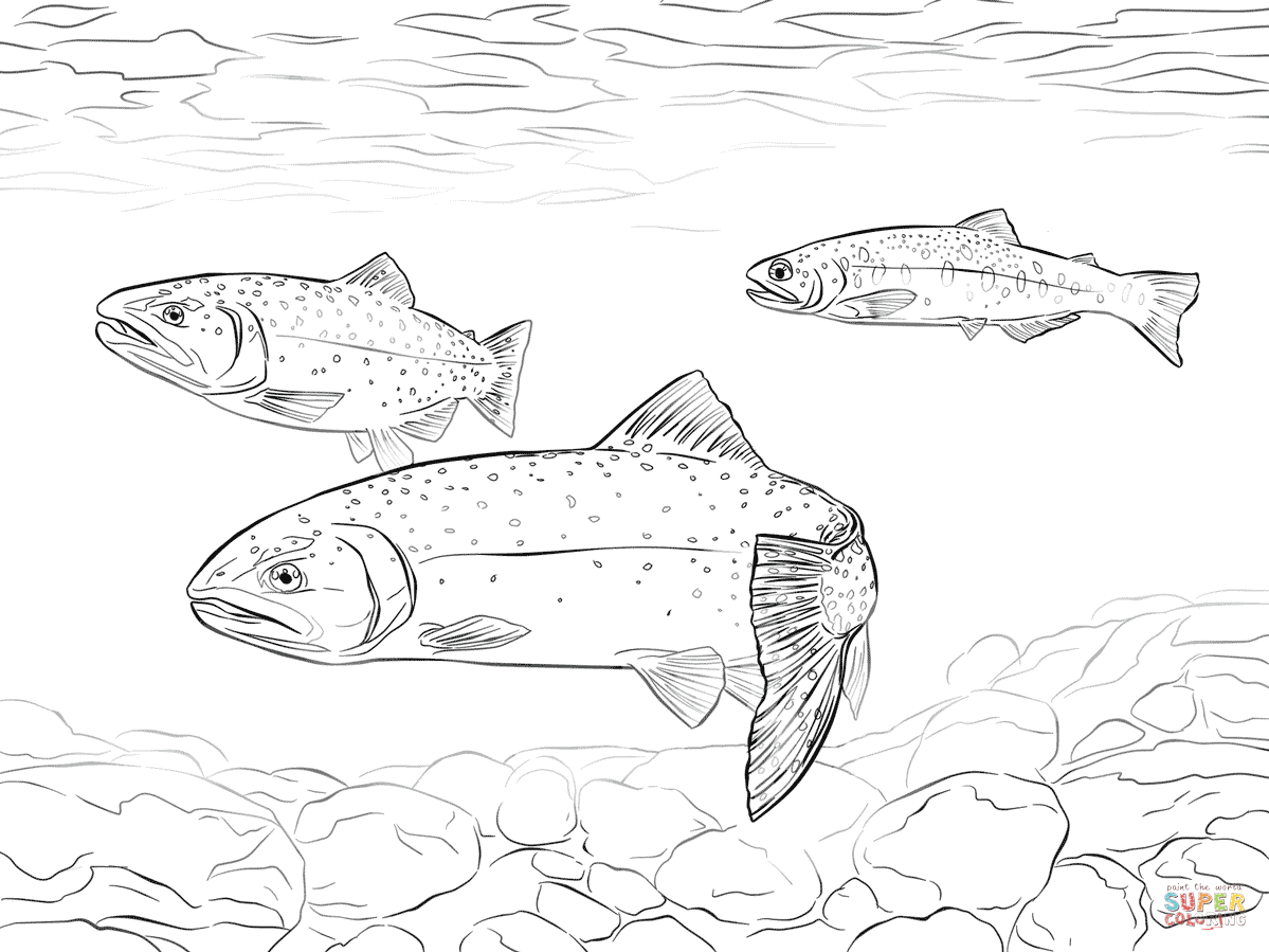 Greenback cutthroat trout coloring page free printable coloring pages