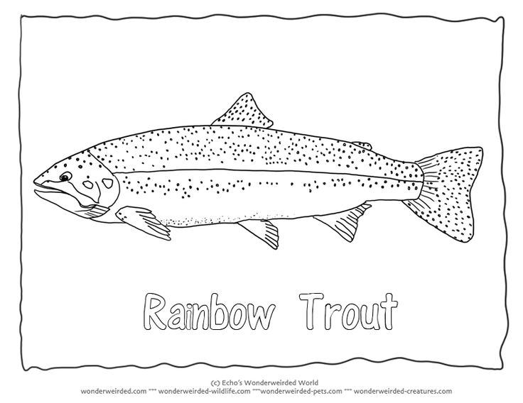 Rainbow trout coloring page rainbow trout pictures for fish coloring pages rainbow trout picture fish coloring page rainbow trout