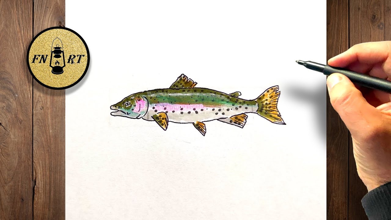 How to draw a rainbow trout step by step