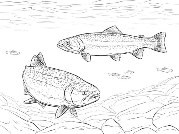 Rainbow trout coloring page free printable coloring pages fish coloring page super coloring pages rainbow fish coloring page