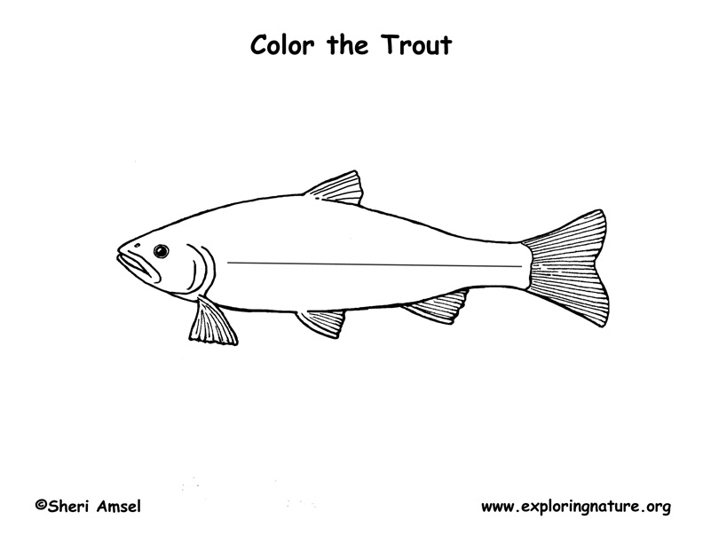 Trout coloring page