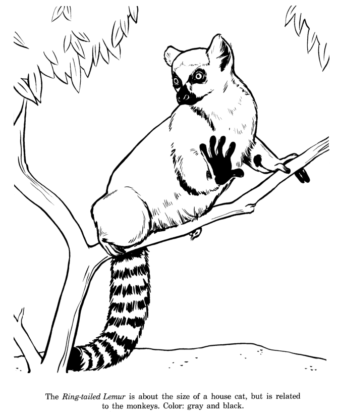 Animal drawings coloring pages ring tailed lemur animal identification drawing and coloring pages