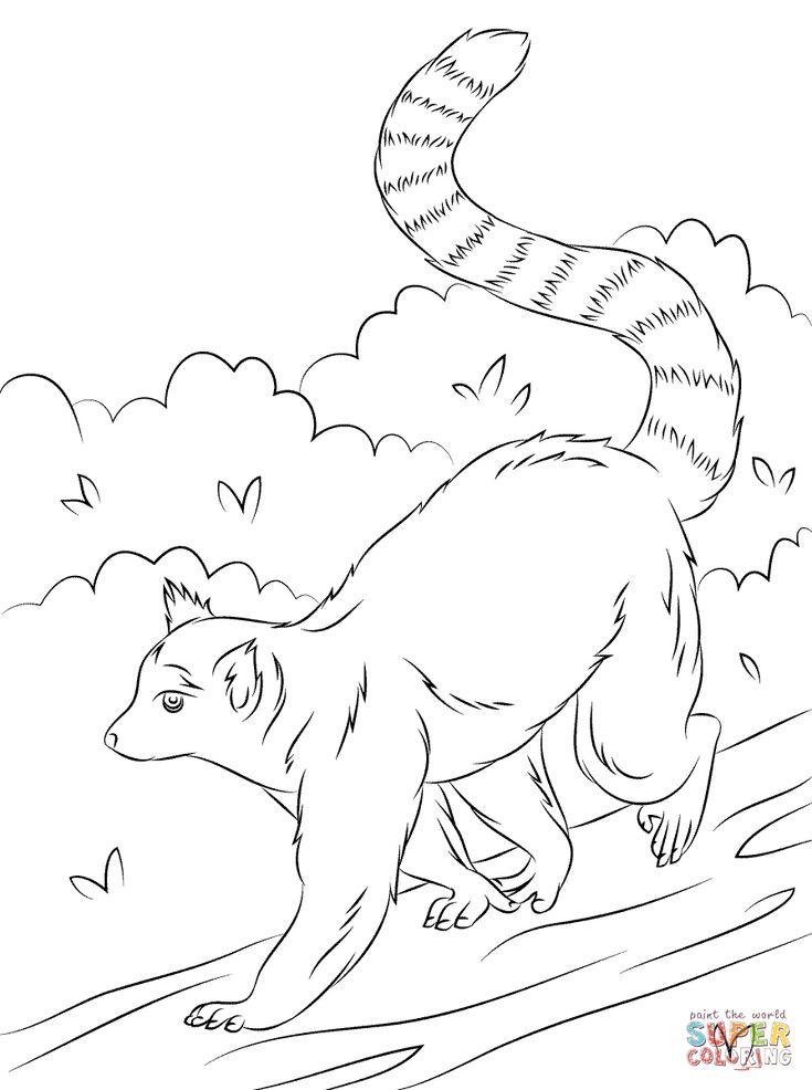 Cute ring tailed lemur coloring page free printable coloring pages coloring pages elephant coloring page zoo coloring pages