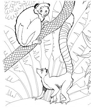 Ring tailed lemur in a zoo coloring page super coloring zoo coloring pages animal coloring pages coloring pages