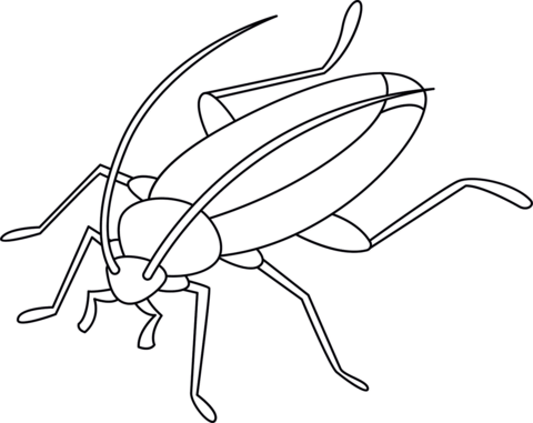 Cockroach coloring pages free coloring pages