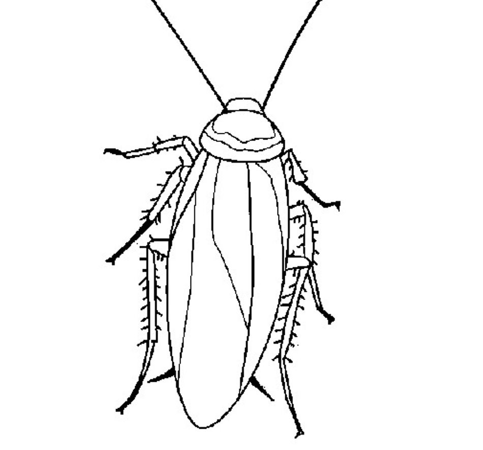 Free printable cockroach coloring pages for kids coloring pages for kids animal coloring pages coloring pages