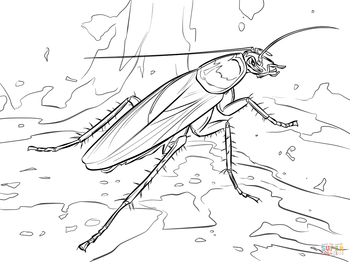 American cockroach coloring page free printable coloring pages