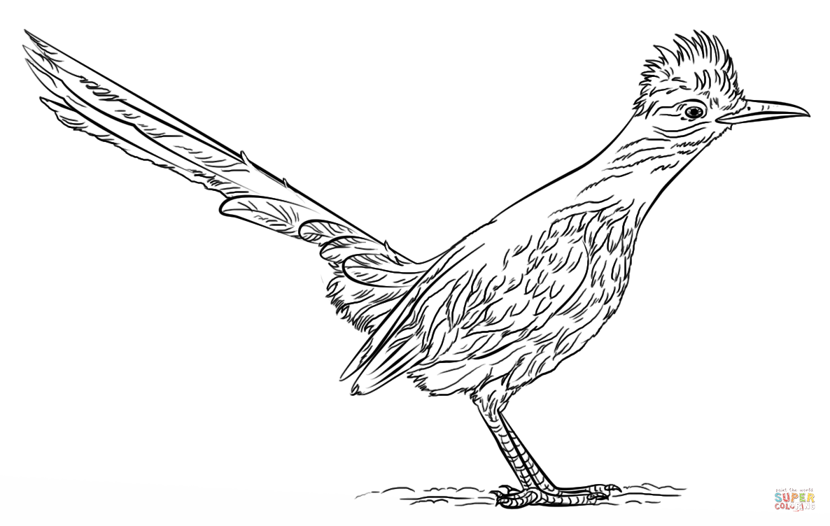 Greater roadrunner coloring page from roadrunner category select from printable crafts of cartoons nature anâ road runner coloring pages roadrunner art