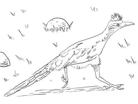 Greater roadrunner coloring page free printable coloring pages