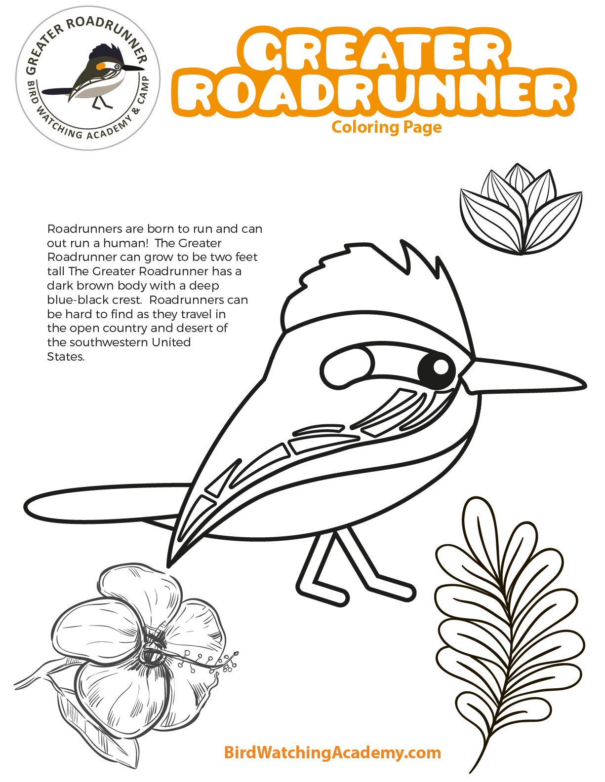 Greater roadrunner coloring page