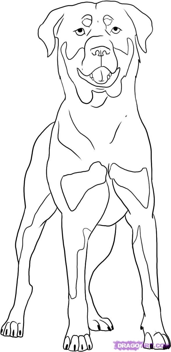 Rottweiler colors and markings step when you are pletely done your dog should e out looking dog drawing puppy coloring pages rottweiler tattoo