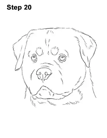 How to draw a rottweiler head video step