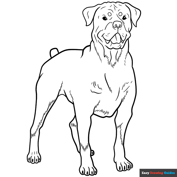 Rottweiler coloring page easy drawing guides