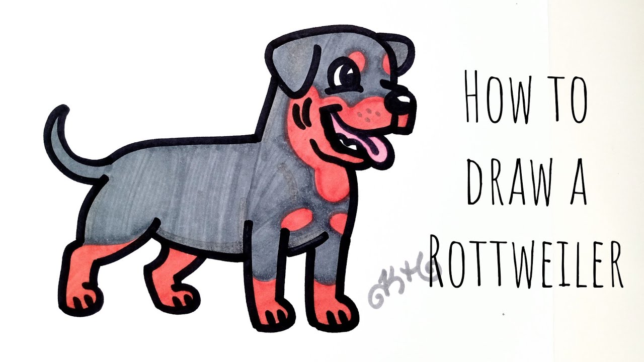 How to draw a rottweiler