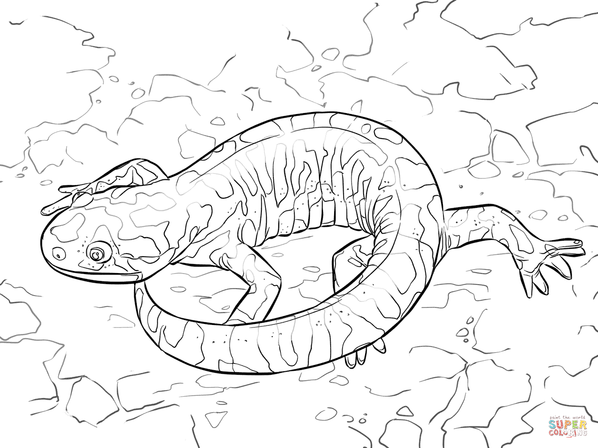 Barred tiger salamander coloring page free printable coloring pages