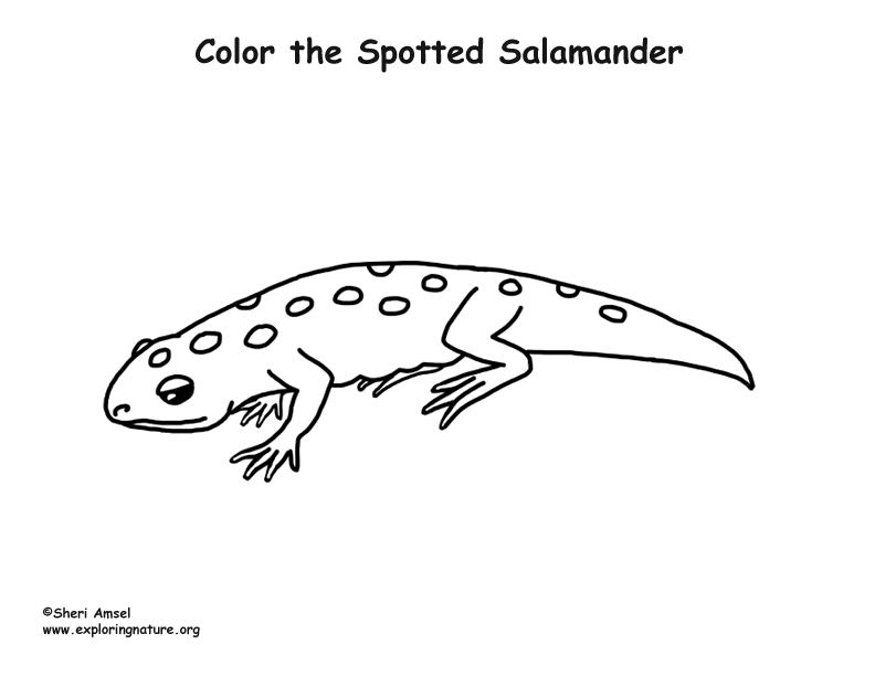 Salamander spotted â coloring nature