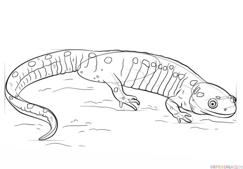 How to draw a salamander step by step drawing tutorials
