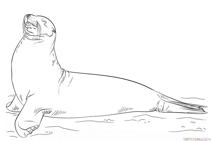 How to draw a sea lion step by step drawing tutorials lion coloring pages sea lion coloring pages