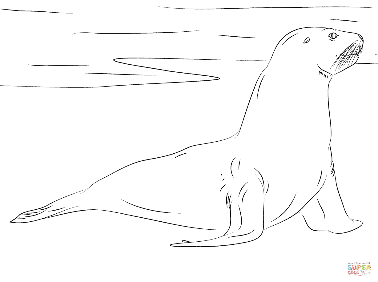 New zealand sea lion coloring page free printable coloring pages