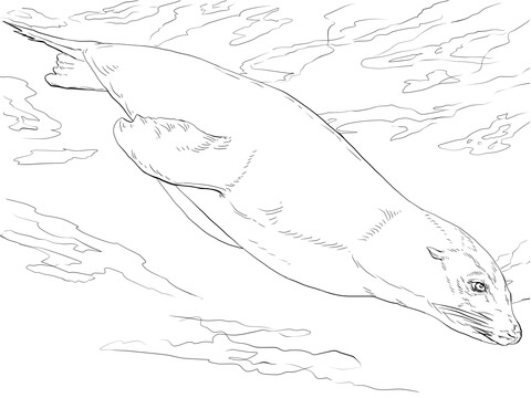 California sea lion swimming coloring page free printable coloring pages