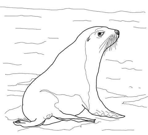 Australian sea lion coloring page free printable coloring pages